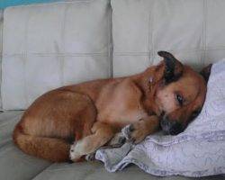 German shepherd mix dog for adoption 3
