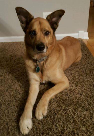 Rehomed roxy – sweet german shepherd husky mix found a great new home near chicago il