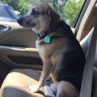 ADOPTED – Sweet Reese – Adorable Obedient Beagle / German Shepherd Mix Dog  Chicago, IL