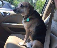 ADOPTED – Sweet Reese – Adorable Obedient Beagle / German Shepherd Mix Dog  Chicago, IL