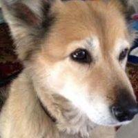 German Shepherd Mix For Adoption Orange County 3