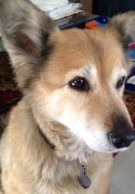 Rehomed Beautiful Bizzi Sweet German Shepherdshiba Inu