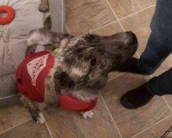 German shepherd mix puppy for adoption edmonton ab 8