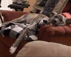 German shepherd mix puppy for adoption edmonton ab 8