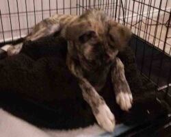 German shepherd mix puppy for adoption edmonton ab 8
