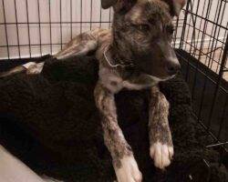 German shepherd mix puppy for adoption edmonton ab 8