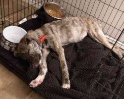 German shepherd mix puppy for adoption edmonton ab 8