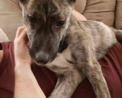German shepherd mix puppy for adoption edmonton ab 8