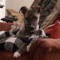 German Shepherd Mix Puppy For Adoption Edmonton AB 8