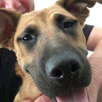 German Shepherd Mix Puppy For Adoption In Santa Monica