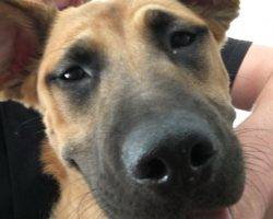 German shepherd mix puppy for adoption in santa monica