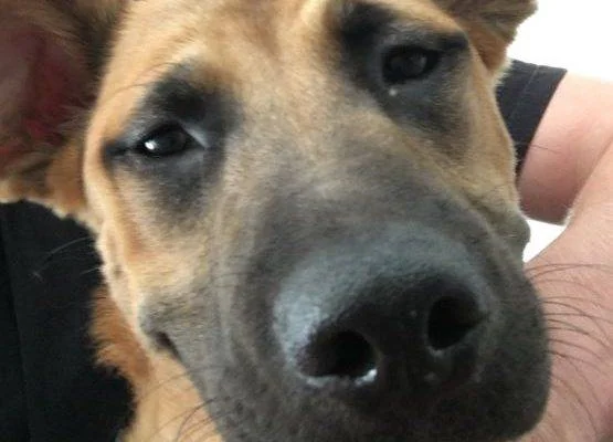 German Shepherd Mix Puppy For Adoption in Santa Monica