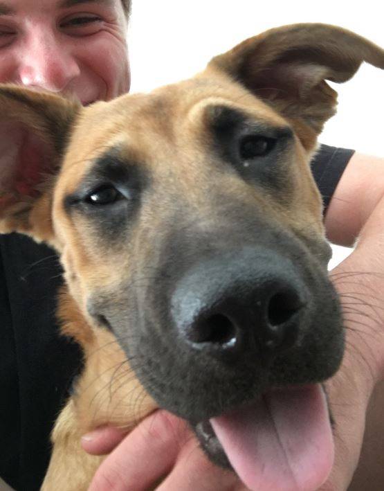 German Shepherd Mix Puppy For Adoption in Santa Monica
