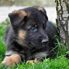 German Shepherd Puppy For Adoption In Georgia