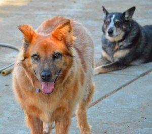 German shepherd red heeler mix dog for adoption dallas texas 2