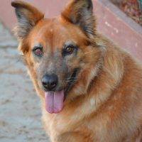 German Shepherd Red Heeler Mix Dog For Adoption Dallas Texas