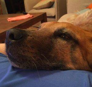 German shepherd red heeler mix dog for adoption dallas texas 2