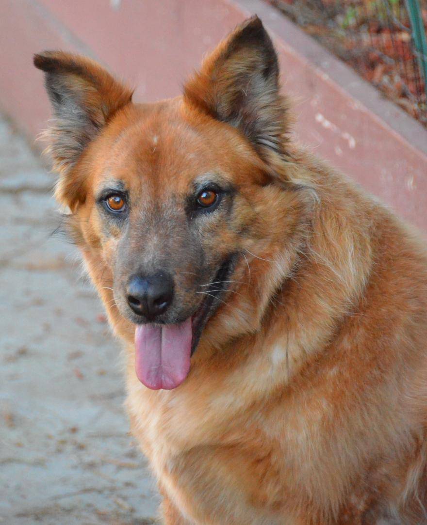 German Shepherd Red Heeler Mix Dog For Adoption in Dallas Texas - Katniss