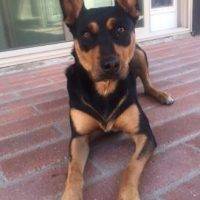 German Shepherd Rottweiler Mix For Adoption In San Diego
