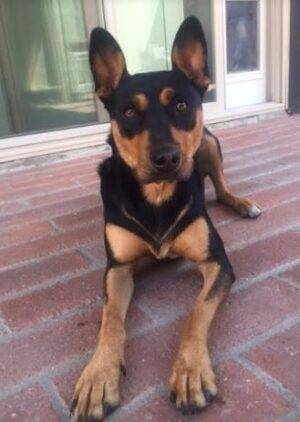 German Shepherd Rottweiler Mix For Adoption In San Diego