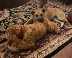 German shepherd terrier mix dog adoption wake forest nc