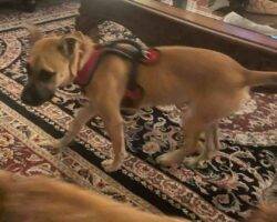 German shepherd terrier mix dog adoption wake forest nc