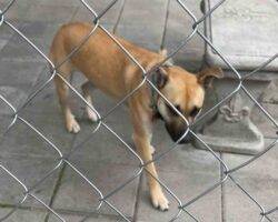 German shepherd terrier mix dog adoption wake forest nc