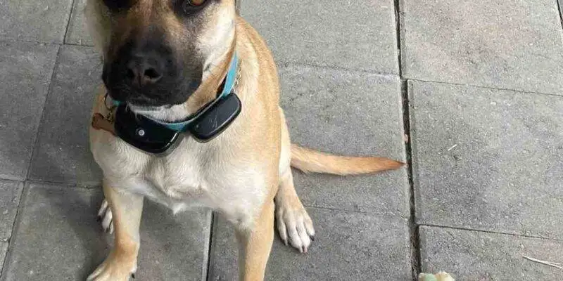 German Shepherd Terrier Mix Dog Adoption Wake Forest NC