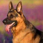 german shepherd dog photo