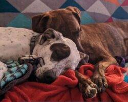 German shorthaired pointer adoption plano texas 5