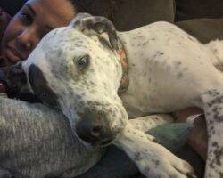 German shorthaired pointer adoption plano texas 5