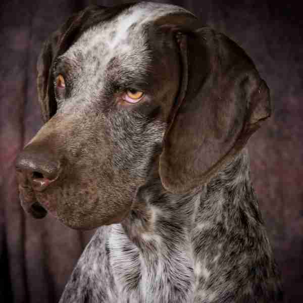 German shorthaired pointer dog photo 1