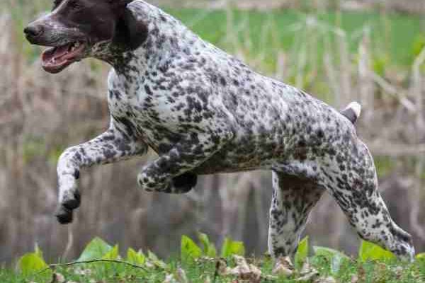 German Shorthaired Pointer Rehoming Services – Find Your GSP a Loving Home