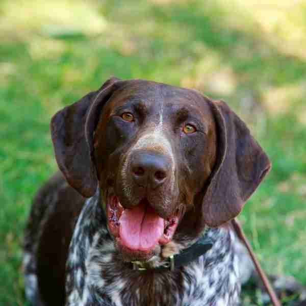 German Shorthaired Pointer Rehoming Services - Find Your GSP a Loving ...