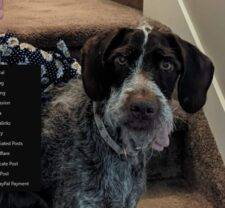 German Shorthaired Pointer For Adoption In Stoney Plain AB