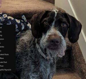 German shorthaired pointer for adoption in stoney plain ab