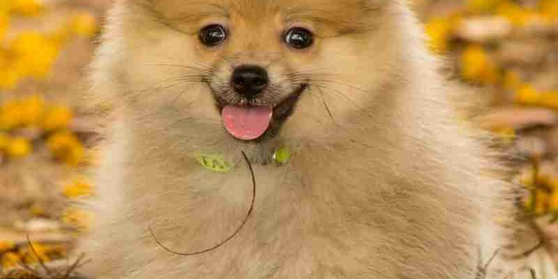 German Spitz Dog