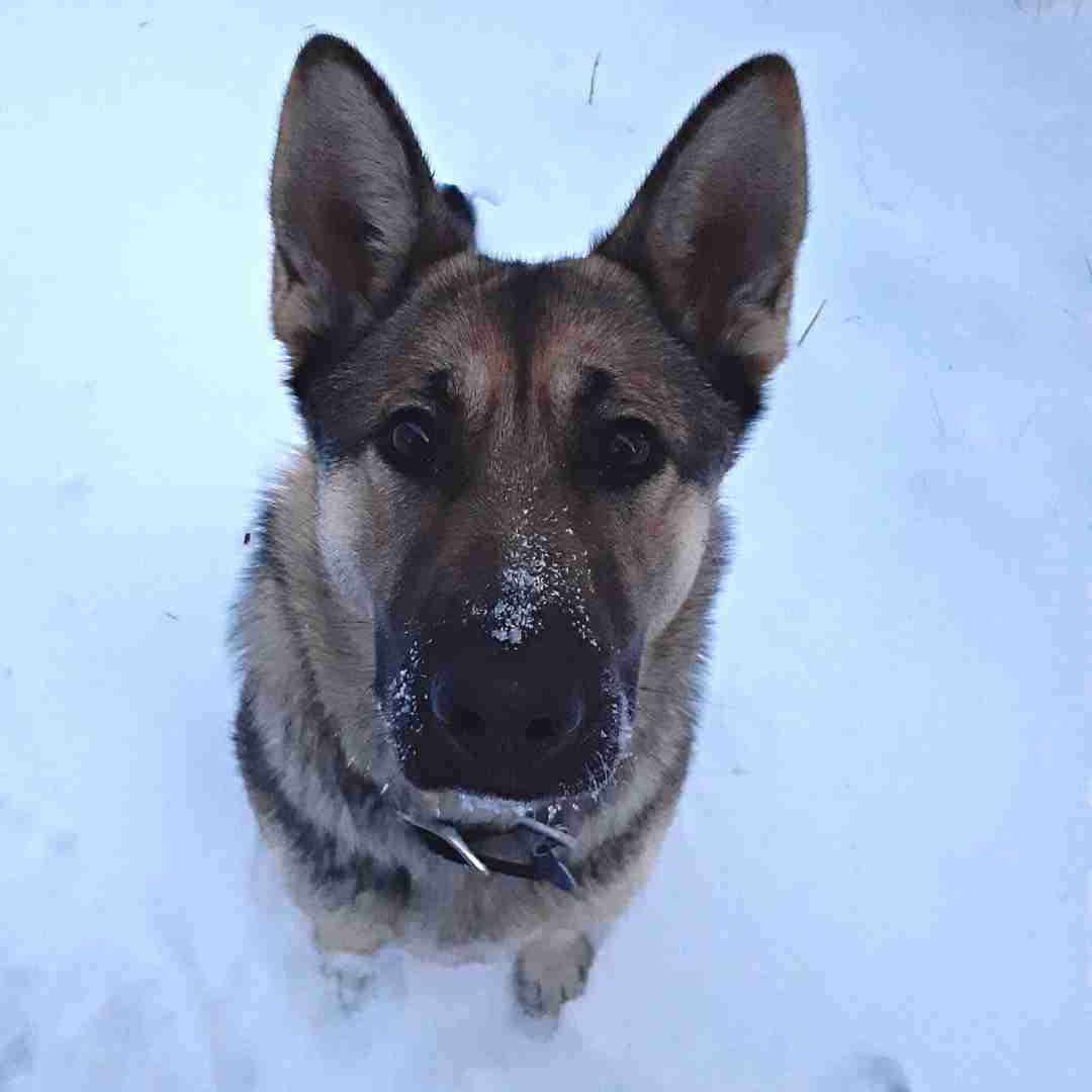 ADOPTED - Lovely Obedience Trained German Shepherd Dog Near Edmonton in ...