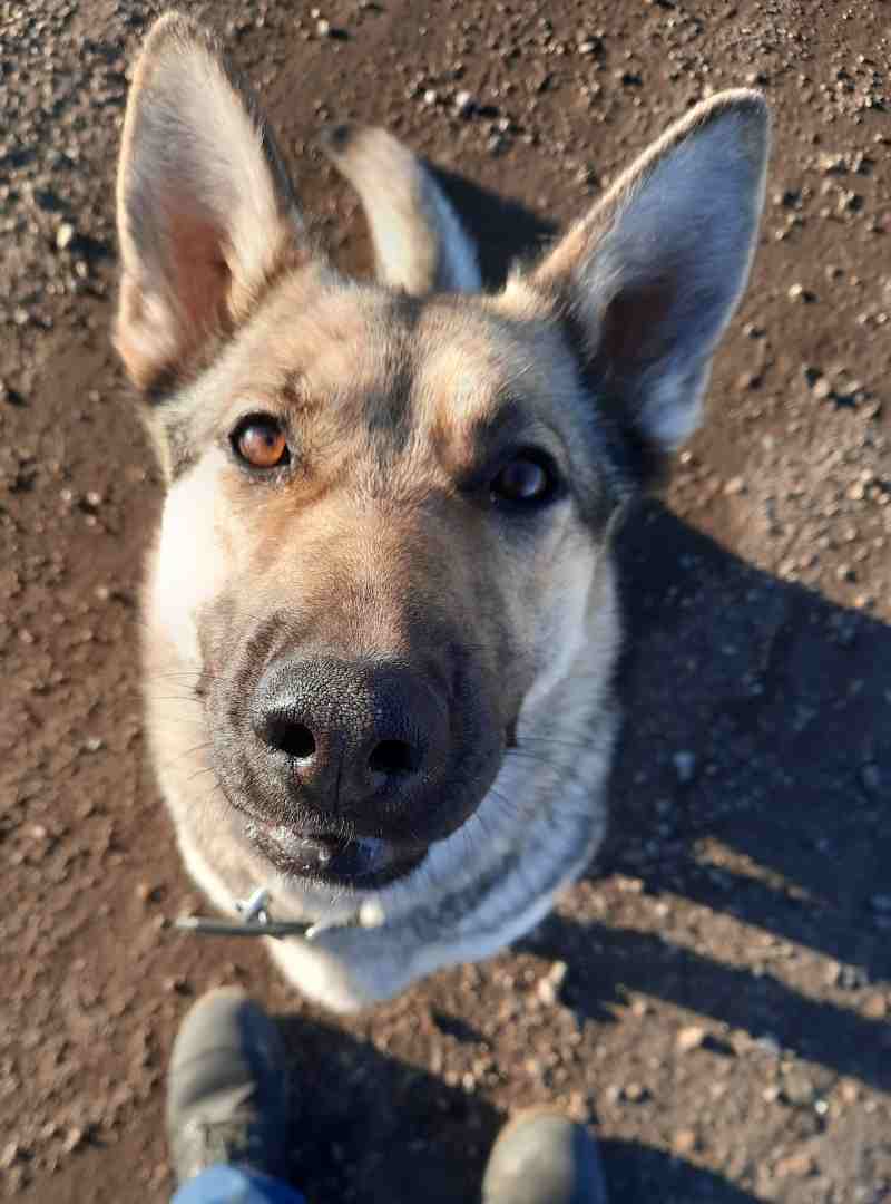 ADOPTED Lovely Obedience Trained German Shepherd Dog Near Edmonton in