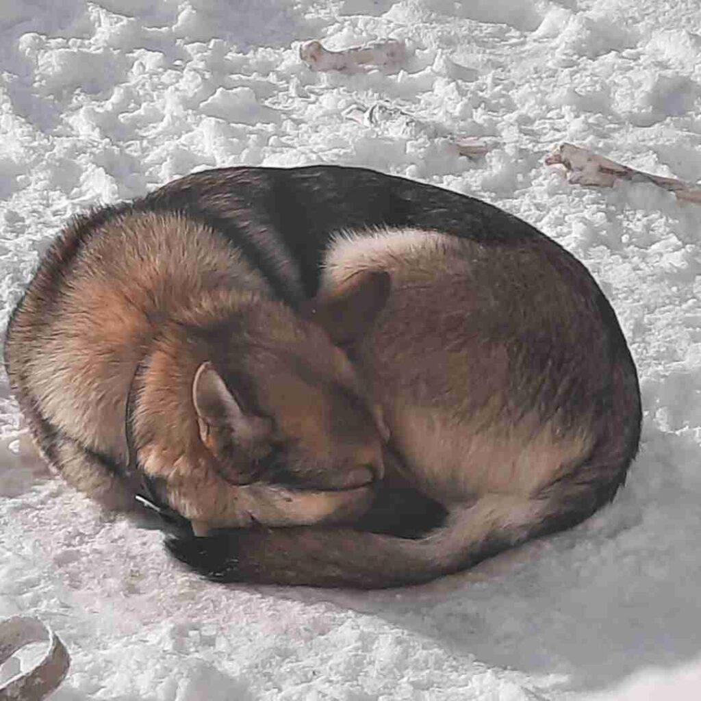 German shepherd dog adoption edmonton alberta-21