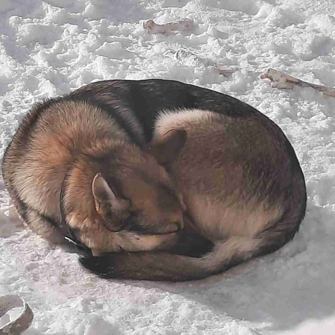 ADOPTED Lovely Obedience Trained German Shepherd Dog Near Edmonton in