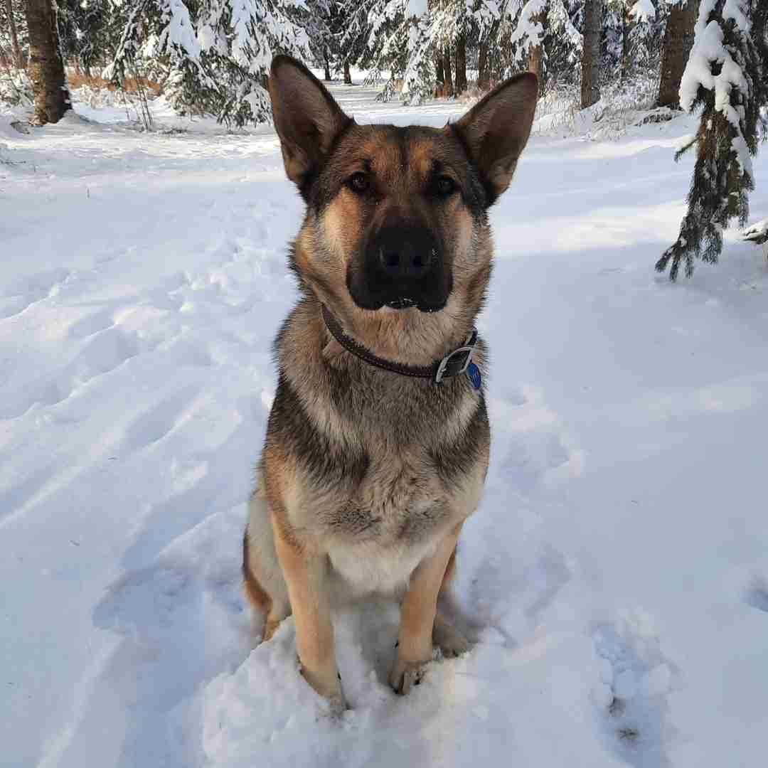 ADOPTED Lovely Obedience Trained German Shepherd Dog Near Edmonton in