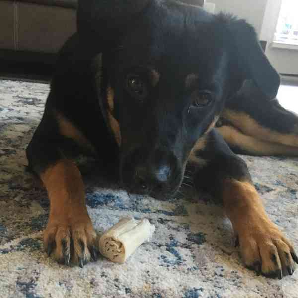 German shepherd mix dog for adoption in San Antonio Texas
