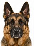 German Shepherd large dog breed portrait for adoption and rehoming