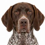 German shorthaired pointer