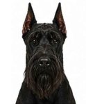 Giant Schnauzer large dog breed portrait for adoption and rehoming