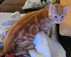 Gibson orange mackerel tabby maine coon mix cat adoption modesto ca
