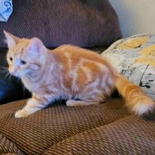 Gibson Orange Mackerel Tabby Maine Coon Mix Cat Adoption Modesto CA