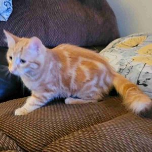 Maine coon mix kitten for adoption in modesto california – supplies included – adopt gibson
