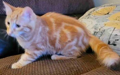Maine Coon Mix Kitten For Adoption in Modesto California – Supplies Included – Adopt Gibson